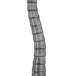 Lovetoy 14.5” King Sized Vibrating Vibrax Slider Titreşimli Şarjlı Anal Dildo 37cm